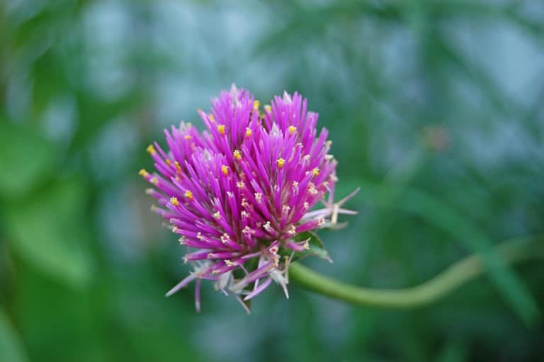 Gomphrena (Gomphrena)