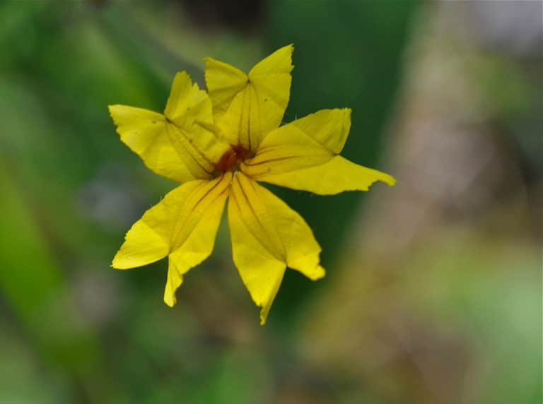 Goodenia (Goodenia)