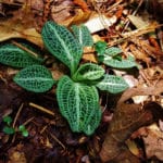 Goodyera