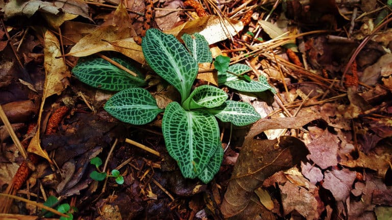 Goodyera (Goodyera)