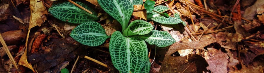 Goodyera