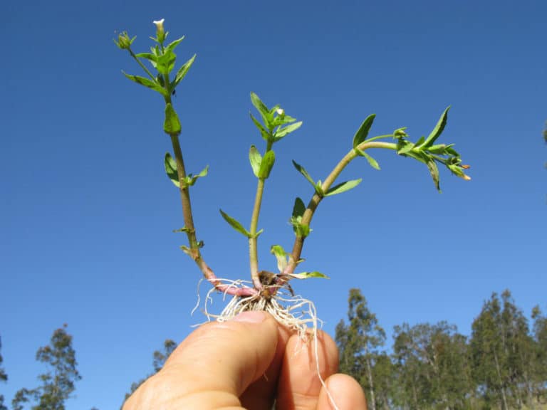 Gratiola (Gratiola)