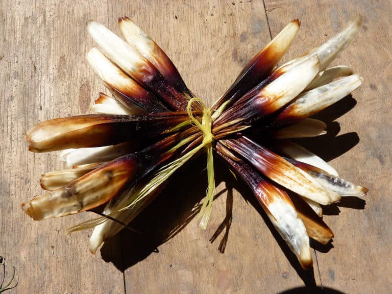 Greigia (Greigia)