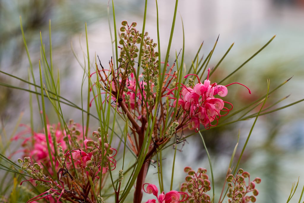 Grevillea (Grevillea)