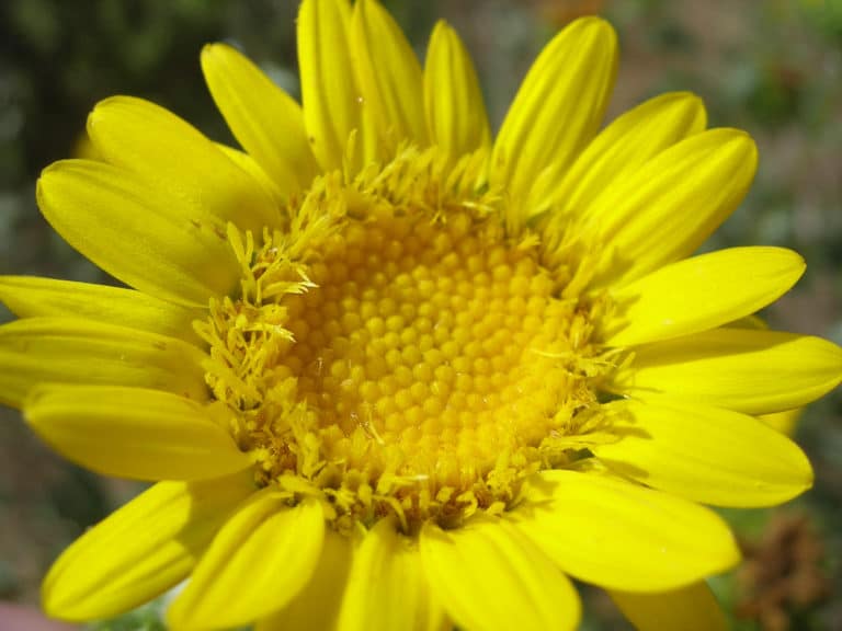 Grindélias (Grindelia)