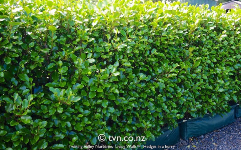 Griselinia (Griselinia)