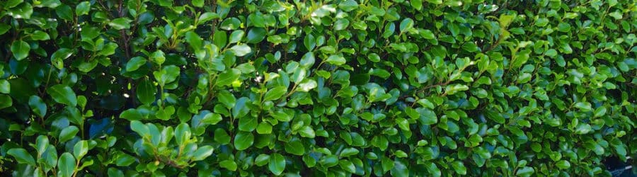 Griselinia