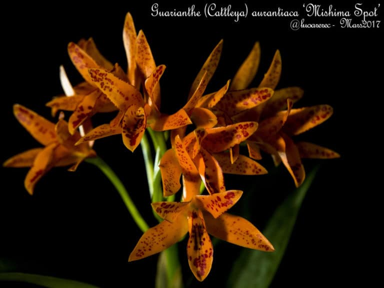 Guarianthe (Guarianthe)