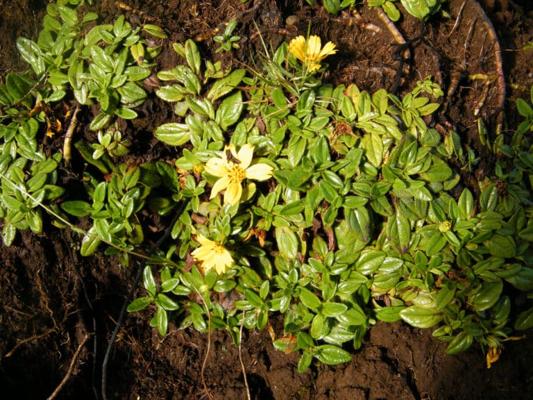 Guizotia (Guizotia)