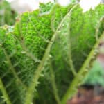 Gunnère (Gunnera)