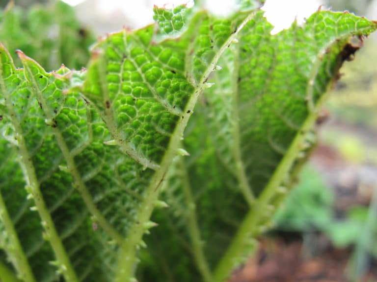 Gunnère (Gunnera)