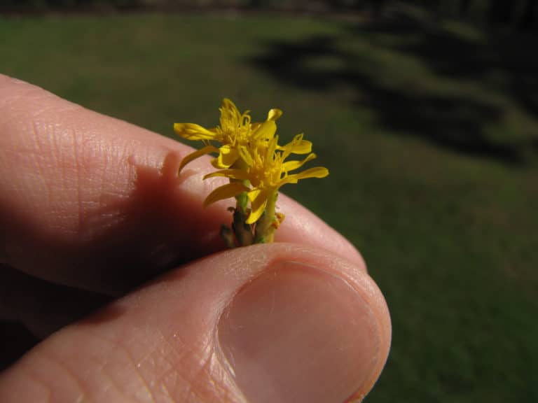 Gutierrezia (Gutierrezia)