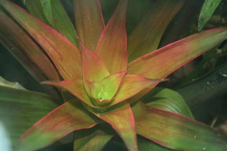Guzmania (Guzmania)