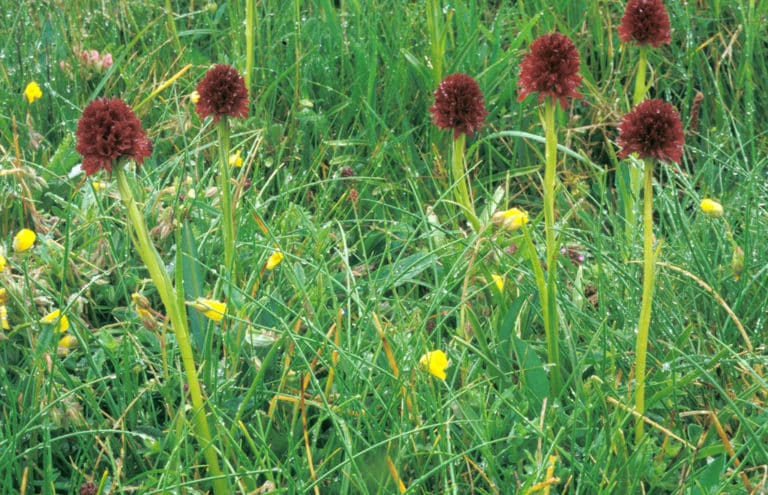 Gymnadenia (Gymnadenia)