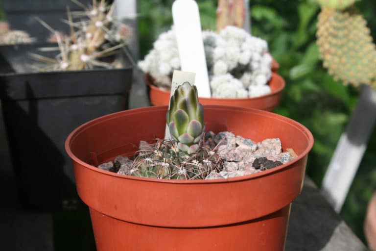 Gymnocalycium (Gymnocalycium)