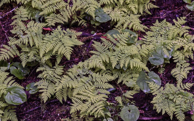 Gymnocarpium (Gymnocarpium)