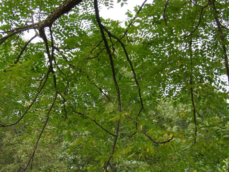 Gymnocladus (Gymnocladus)