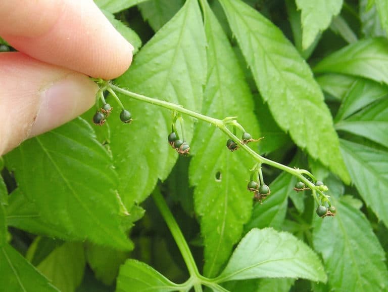 Gynostemma (Gynostemma)