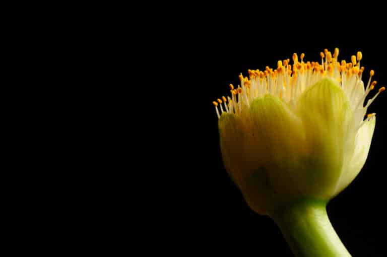 Haemanthus (Haemanthus)