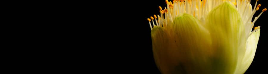 Haemanthus