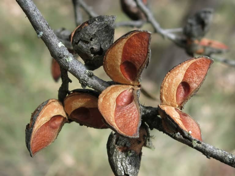 Hakea (Hakea)