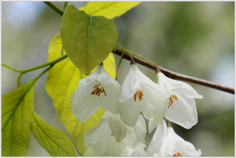 Halesier (Halesia)