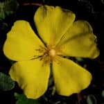 Halimium
