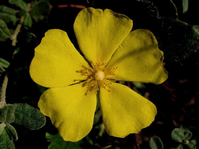 Halimium (Halimium)