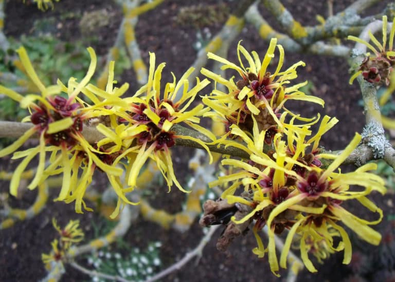 Hamamélis (Hamamelis)