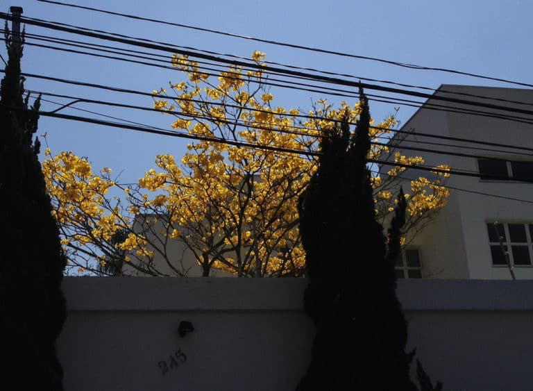 Handroanthus (Handroanthus)