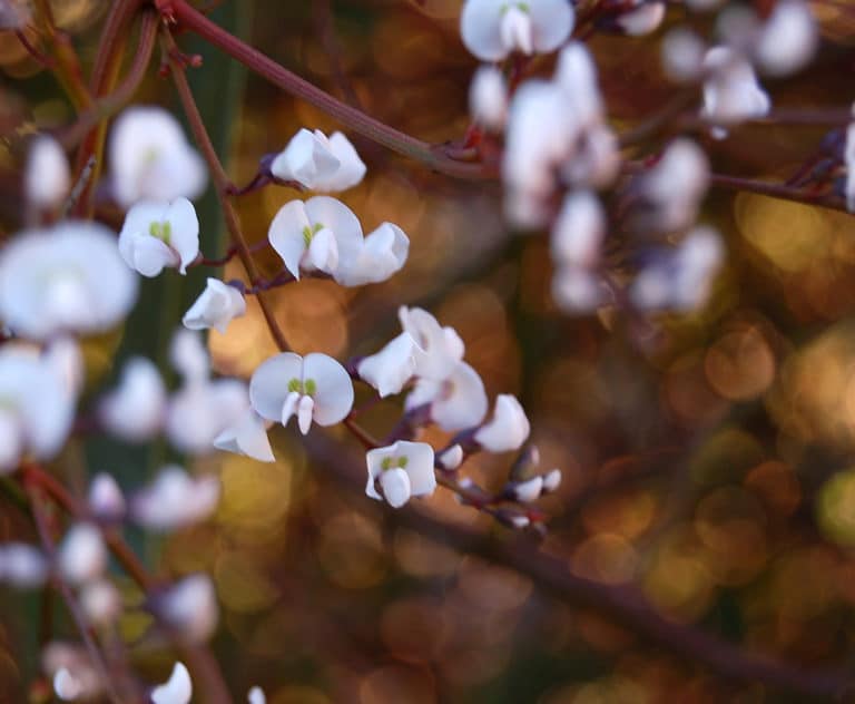 Hardenbergia (Hardenbergia)