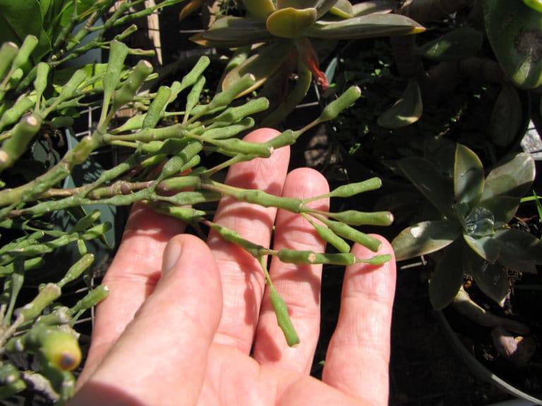 Cactus de Pâques (Hatiora)