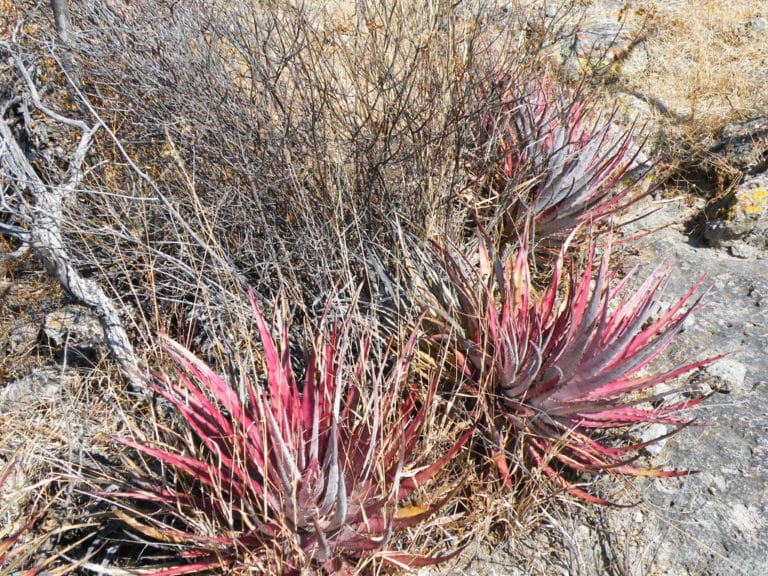 Hechtia (Hechtia)