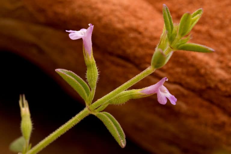 Hedeoma (Hedeoma)