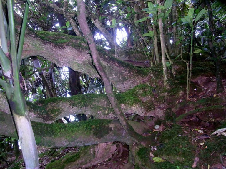 Hedyscepe (Hedyscepe)