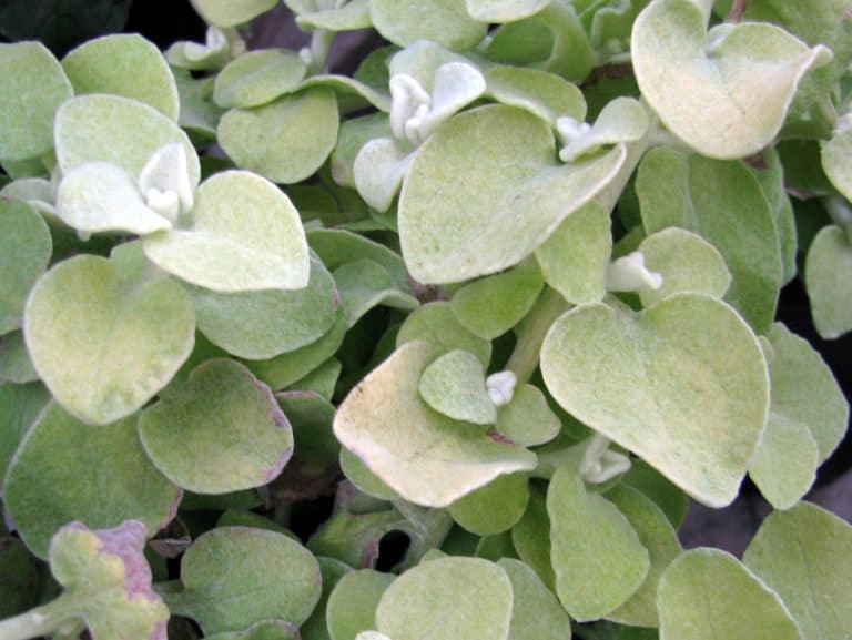 Helichrysum (Helichrysum)