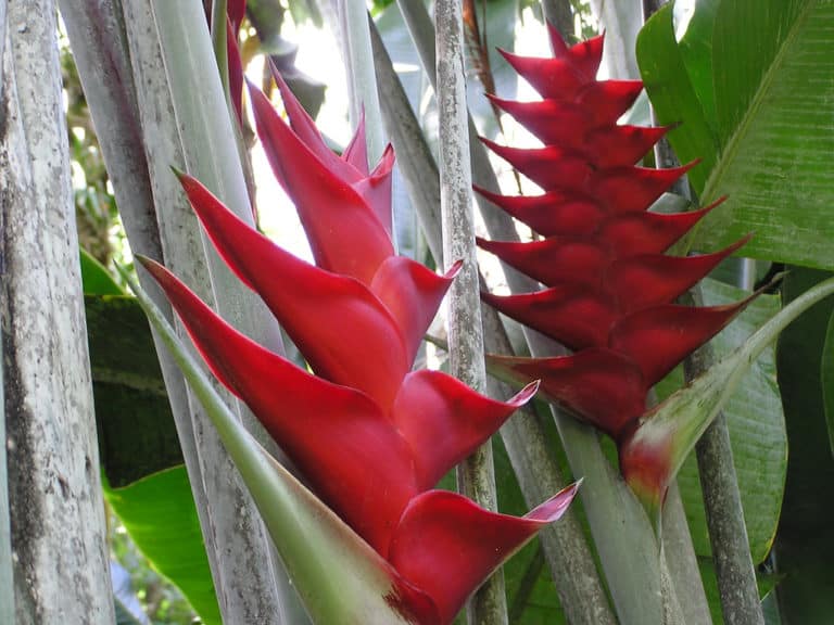 Heliconia (Heliconia)