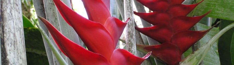 Heliconia