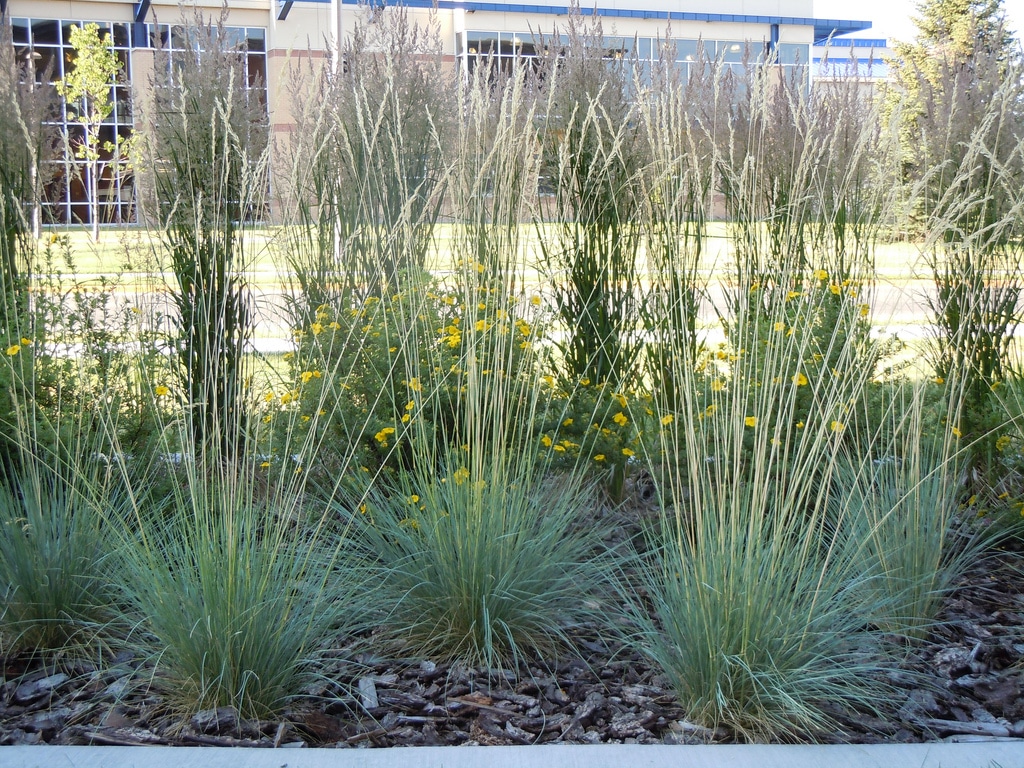 Helictotrichon (Helictotrichon)