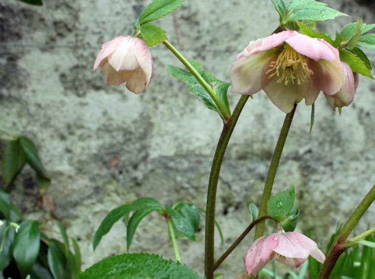 Hellébore (Helleborus)