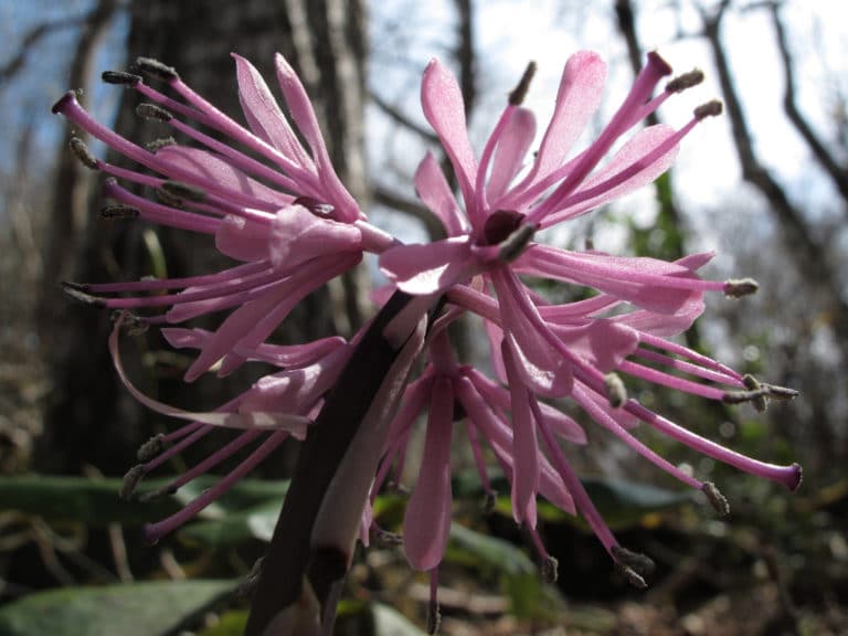 Helonias (Helonias)