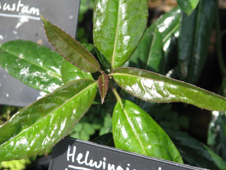 Helwingia (Helwingia)