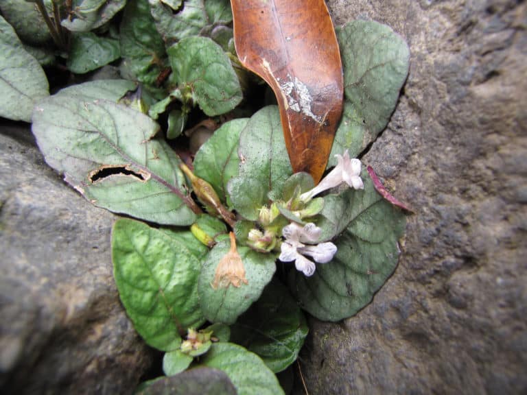Hemigraphis (Hemigraphis)