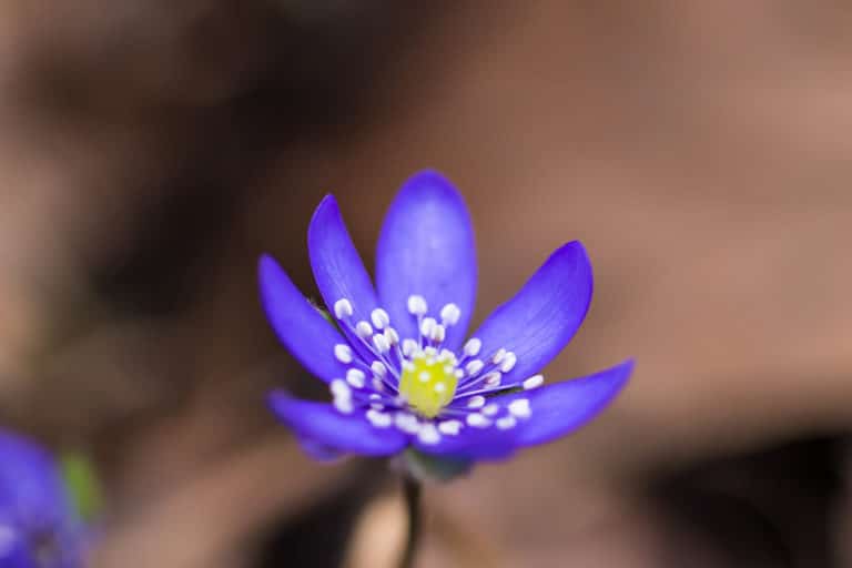 Hepatica (Hepatica)