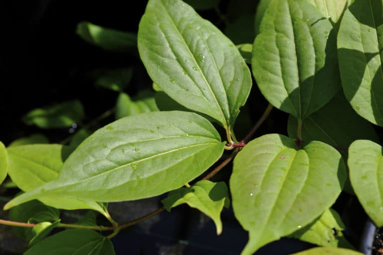Heptacodium (Heptacodium)