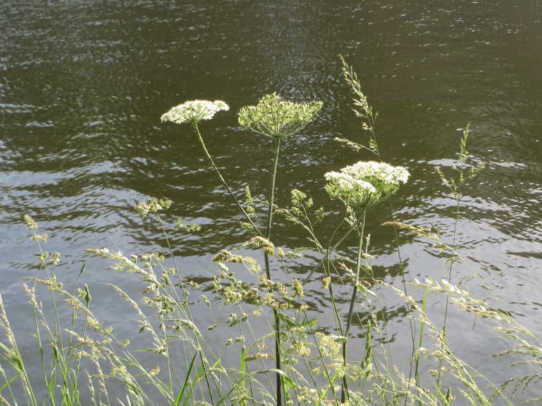 Berce (Heracleum)