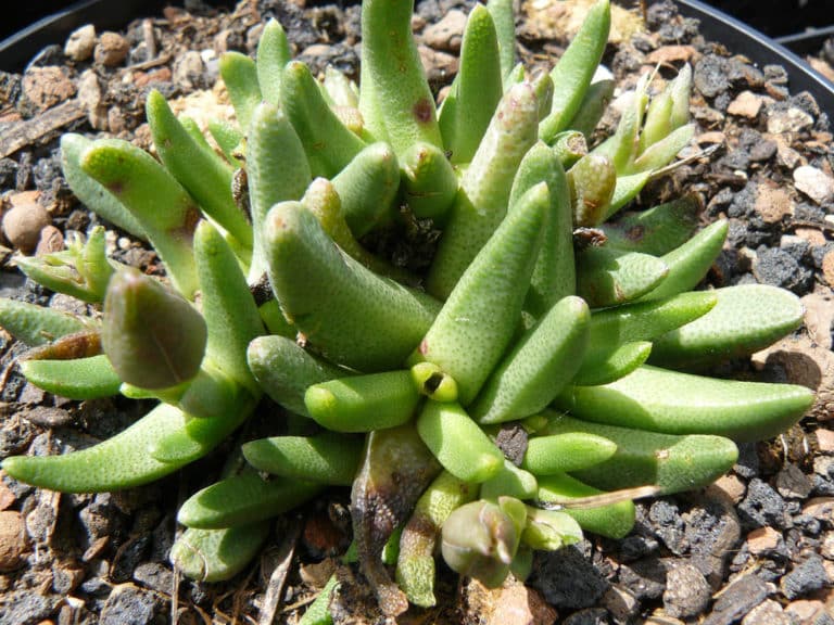 Hereroa (Hereroa)