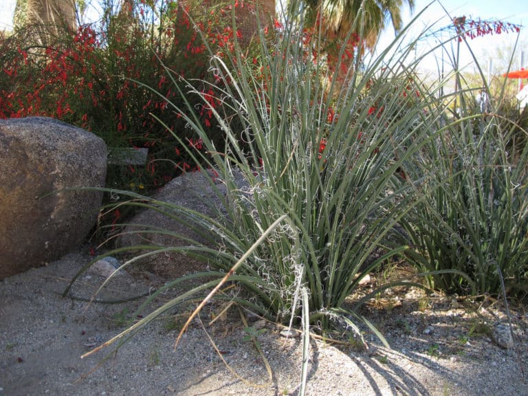 Hesperaloe (Hesperaloe)