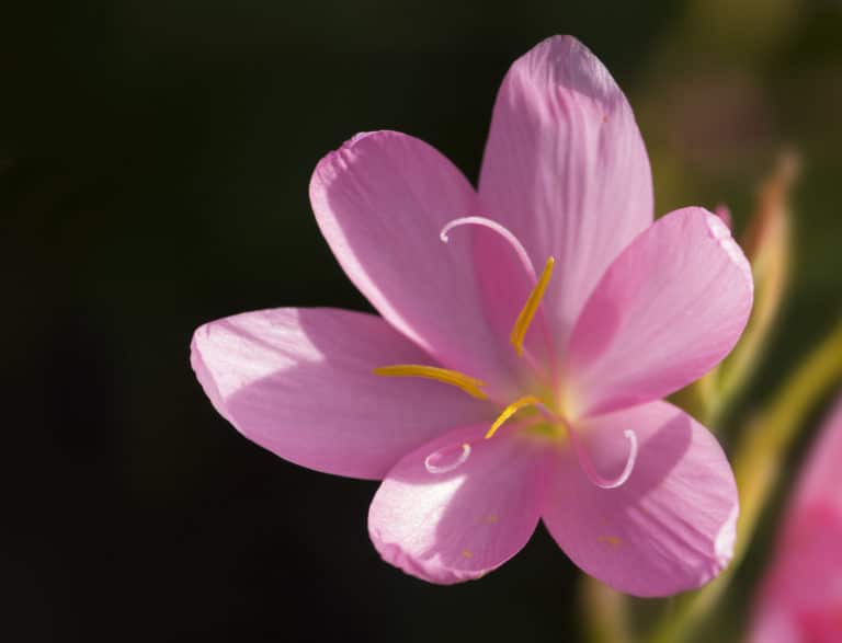 Hesperantha (Hesperantha)