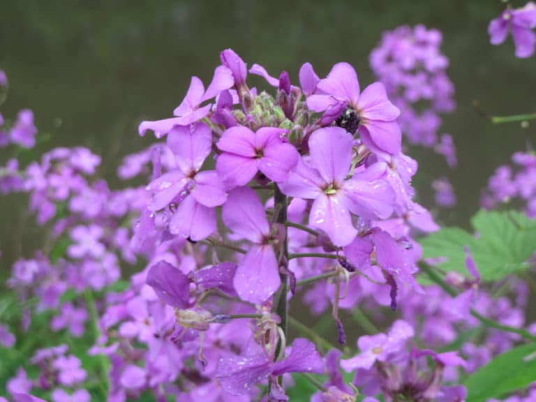 Hesperis (Hesperis)